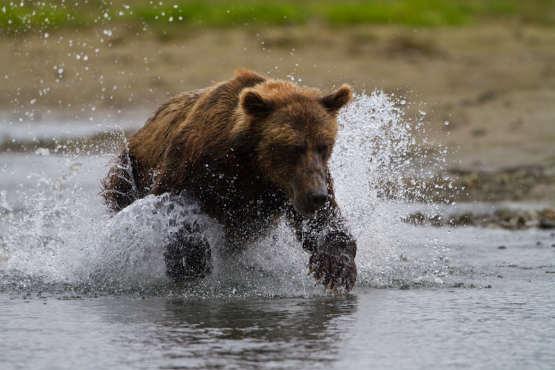 Grizzly Bear Chasing Salmon